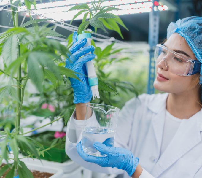 female scientist working for alternative plant medicals research ganja leaf of cannabis plant in medicine laboratory, woman doctor having science oil test with natural hemp for health wild herbal drug